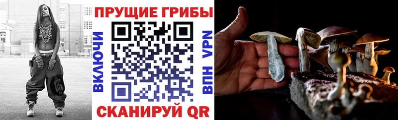 Псилоцибиновые грибы Psilocybine cubensis  Новосиль 